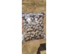 Water effected Raw Cashew Nuts –  1240 MT  at Tuticorin Tamilnadu