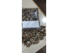 Water effected Raw Cashew Nuts –  1240 MT  at Tuticorin Tamilnadu